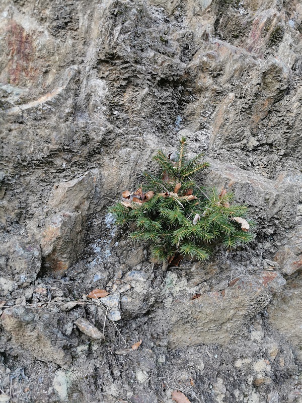 Fichte aus Felsen.jpg
