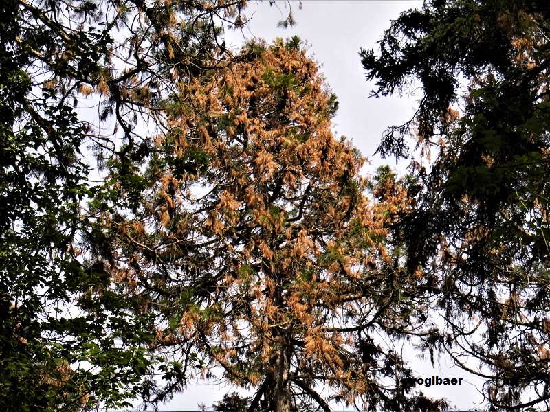 Sequoiad. giganteum Weinheim 2019.jpg