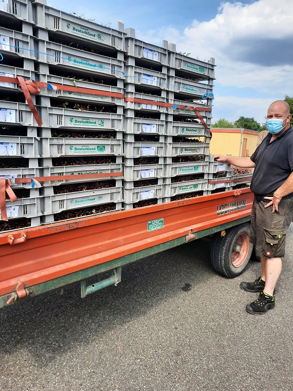 Sauerkirscheanlieferung am Grossmarkt mit Kontrolleur.jpg