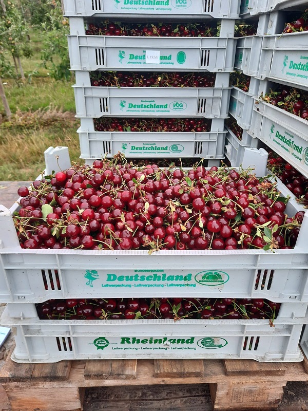 Sauerkirschen in 13,5 kg Flachsteigen.jpg