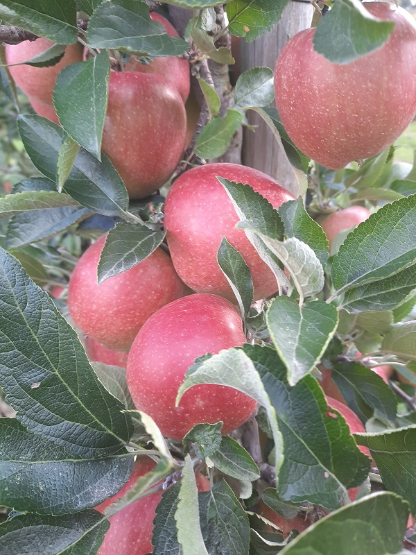 Braeburn Maririred (2).jpg