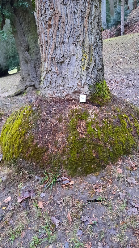 Liriodendron t. Agrobacterium tumefaciens - Kopie.jpg