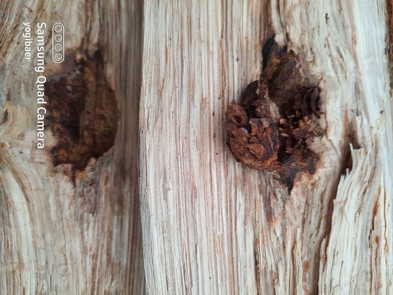 Quercus r. eingewachsener Zapfen.jpg