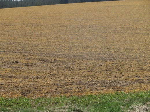 Z`Rübenmulchsaat Ahling.jpg