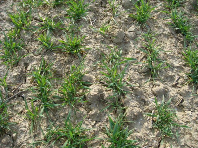 Elixer 1.4.2021 vor dem Walzen.JPG