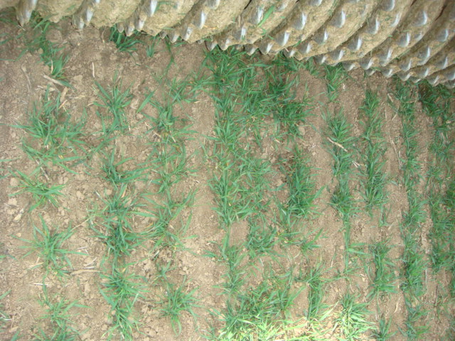 Elixer nach der Cambridge-Walze 1.4.2021.JPG