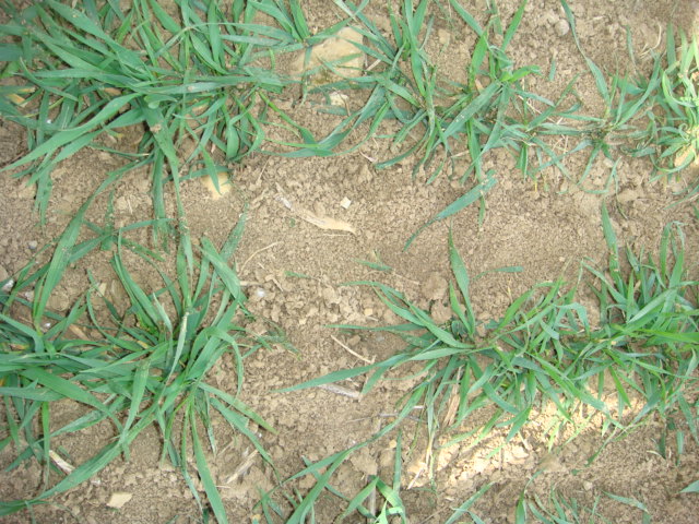 Elixer 1.4.2021 nach 1. Walzengang.JPG