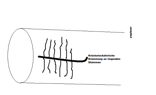 Skizze Fraßbild Tommicus piniperda.png