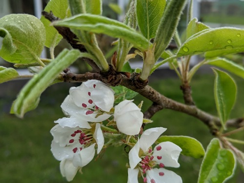 Der erste Blütenstand.jpg