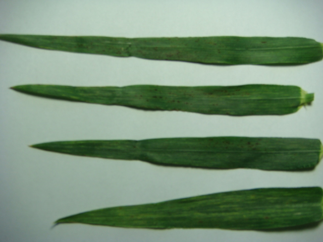 19.05.2021 F-1 Blätter.JPG