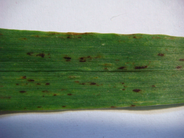 19.05.2021 Wintergerste Highlight F-1 Schwarze Pusteln.JPG