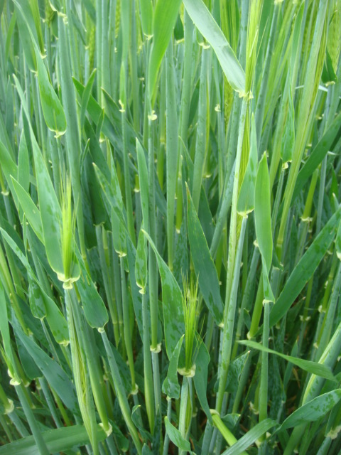 Spritzbelag oben.JPG