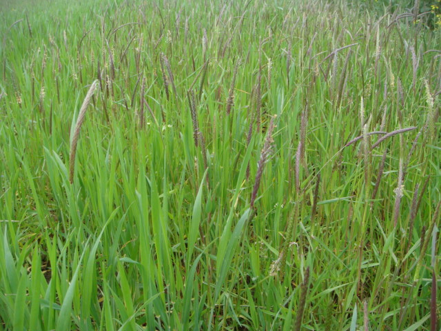 Bio-Weizenbestand mit AFS verseucht.JPG