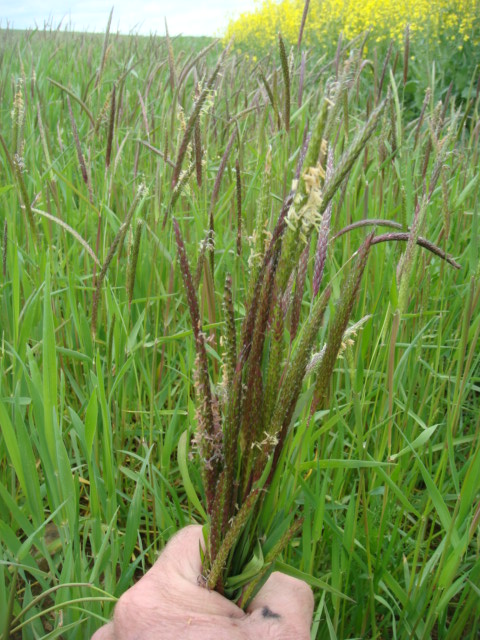 Bioweizen mit AFS-Gruß.JPG
