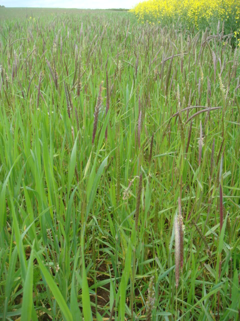 Bioweizen mit Ackerfuchsschwanz.JPG