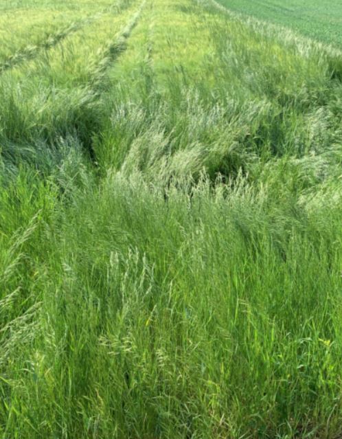 Trespe in Nachbars Wintergerste.JPG