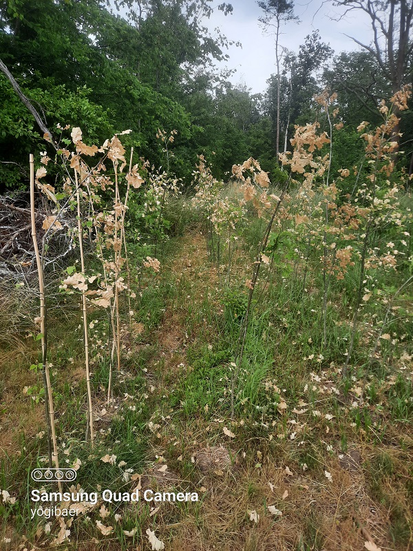 Eichen, Maipflanzung.jpg