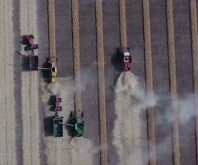 Raps Schwaden Ernte in Kanada.JPG