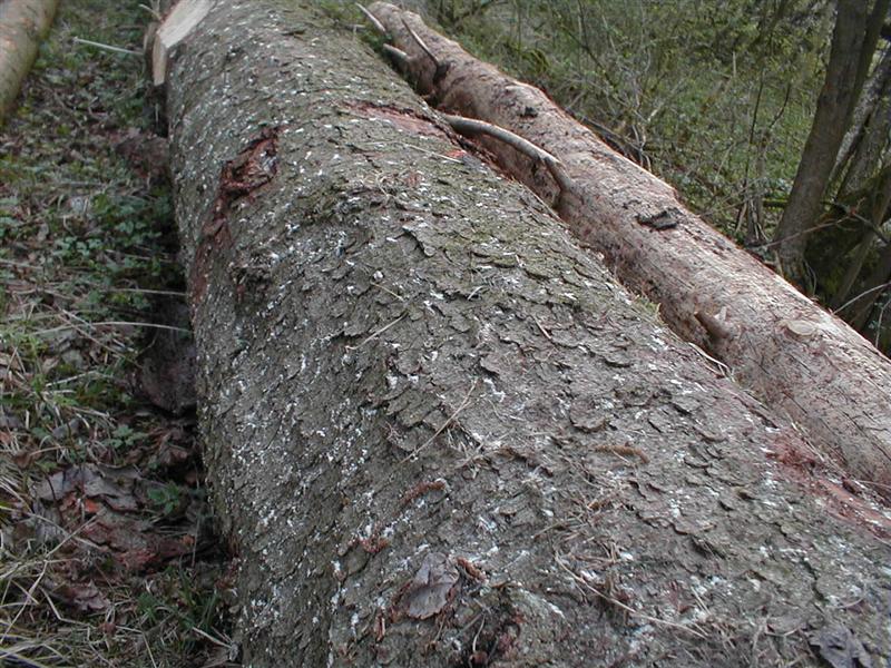 Fangbaum (Medium).jpg