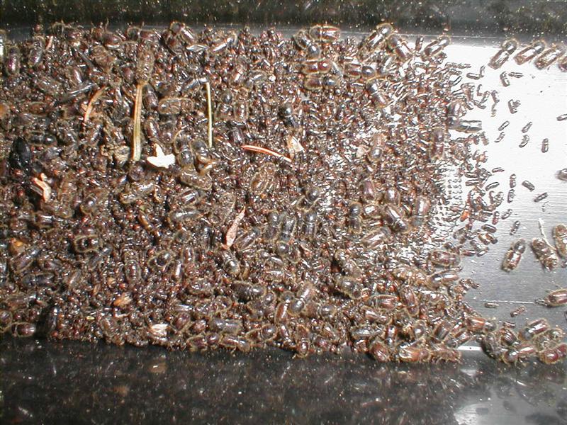 Kupferstecher(klein) und Buchdrucker (Medium).jpg