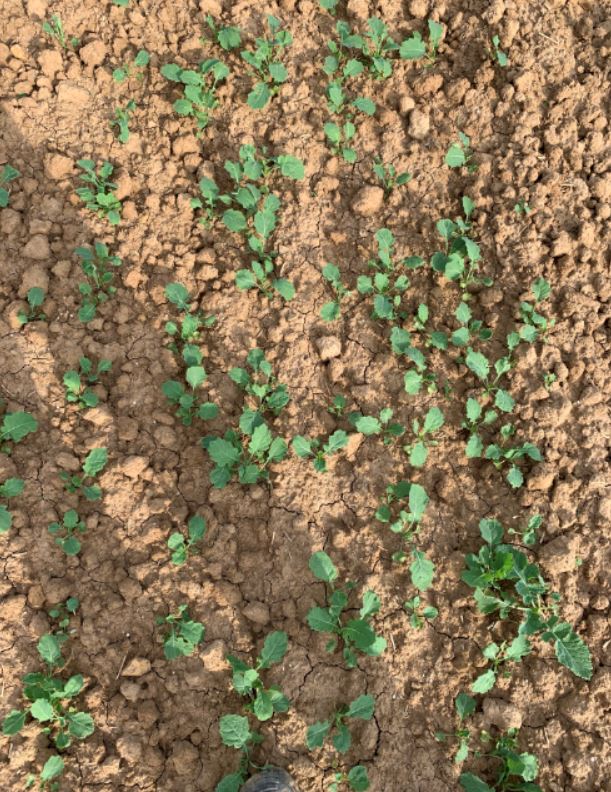 Winis Pflugraps Bild 1.1 10.9.2021.JPG