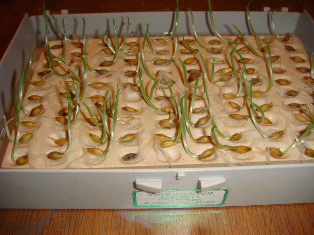 Keimstein von Baumann Saatzuchtbedarf.JPG