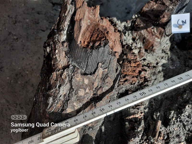 Alnus glutinosa sehr alt.jpg