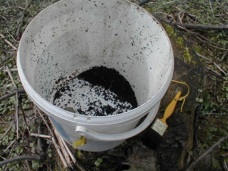 Ergebnis aus einer Falle nach einer Woche (Medium).jpg