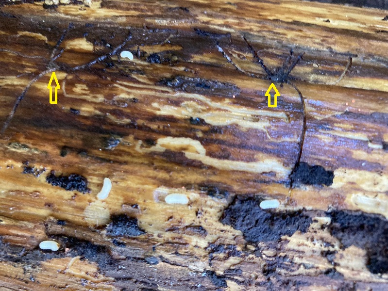 Ips amitinus Brutbild früh.jpg