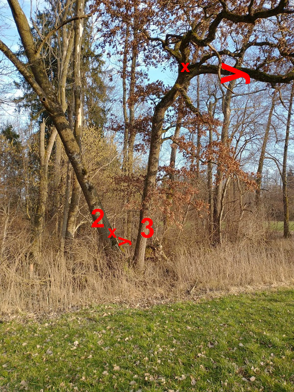 Baum 2 und Baum 3.jpg