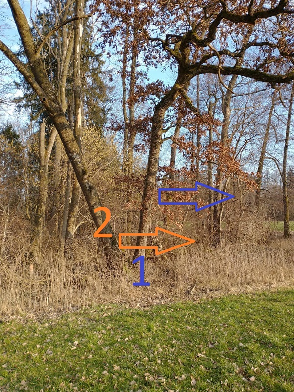 Baum 2 und Baum 3.jpg