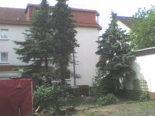 VORHER, der erste Baum ist schon verarbeitet.JPG