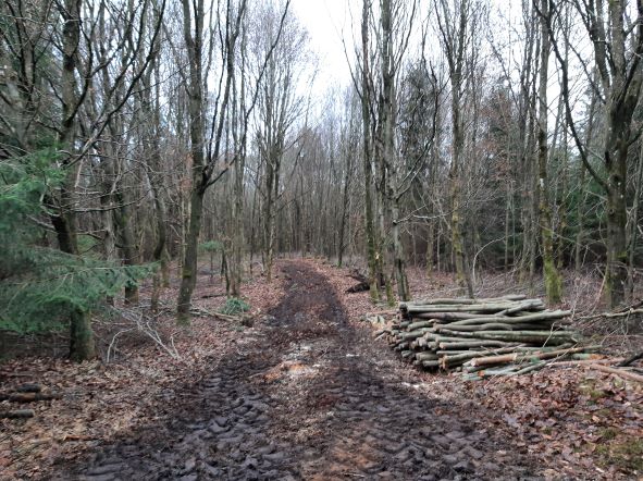 Die Rückegasse nach dem aufräumen.jpg