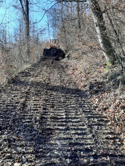 Waldweg1.jpg