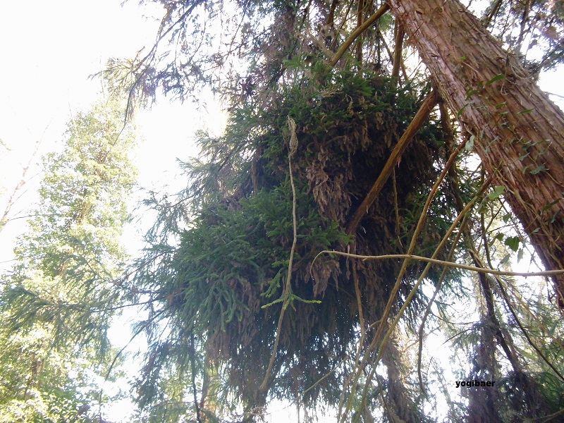Cryptomeria japonica.JPG