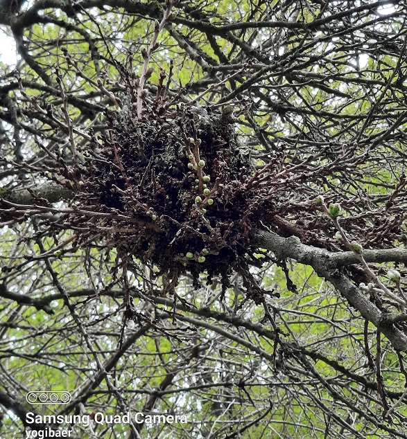 Morus alba, Hexenbesen.jpg