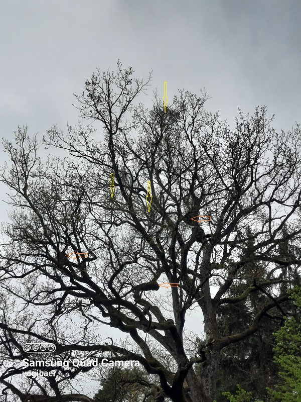 Loranthus europaeus 3.jpg