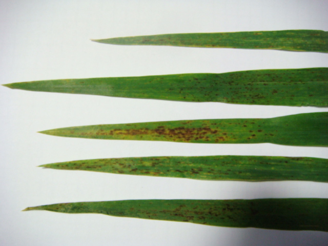 Wintergerste Esprit mit braunen Blattflecken (1).JPG