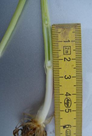 Getreide in welchem Knoten-Stadium..JPG