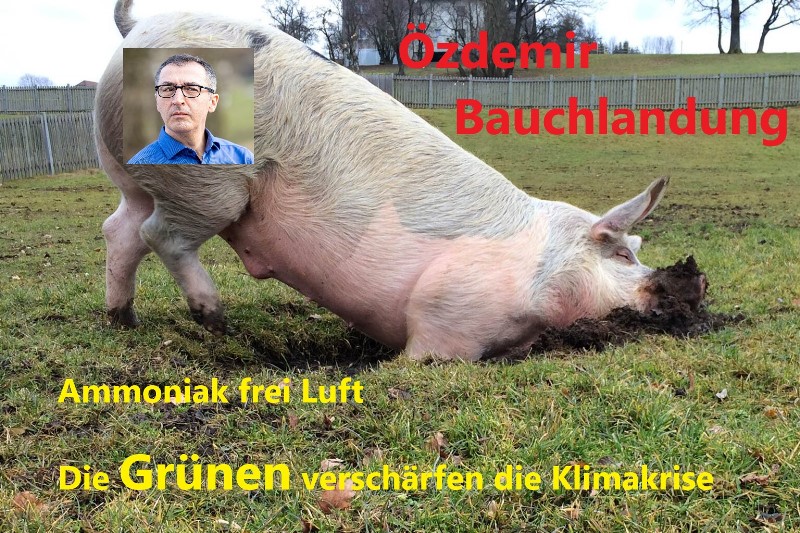 Schwein_Wiese_1ccc.jpg