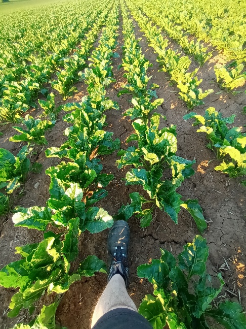 Zuckerrüben Reihenschluß.jpg