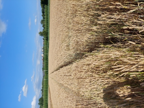 Weizen1.jpg