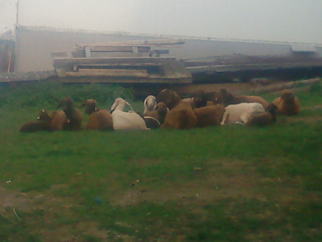 braune und weiße bergschafe.JPG