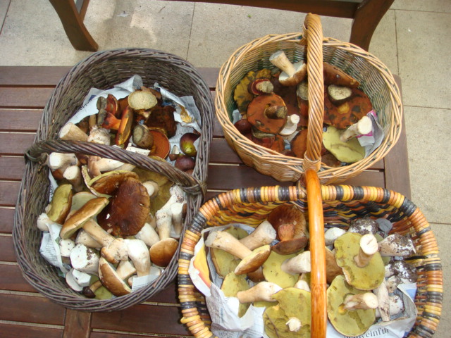 Röhrlinge 2023 aus der Rhön.JPG