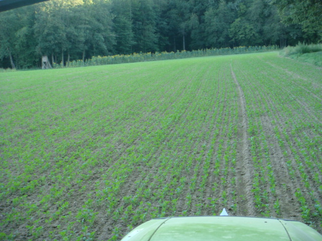 Pflugraps Adriana 18.8.23.JPG