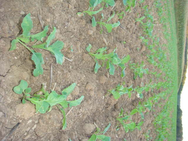 Linienraps Adriana Saat 18.8.23.JPG