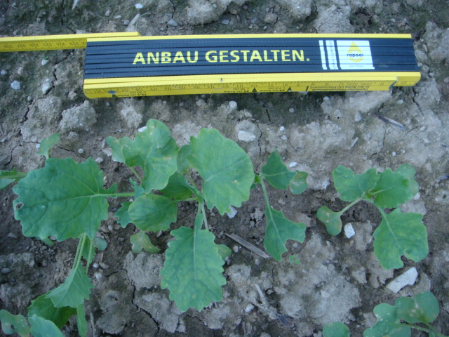 Linienraps Adriana 18.8.23.JPG