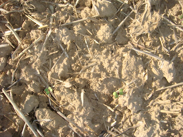 Grubber-Hybrid-Raps 18.8.23 gewalzt.JPG