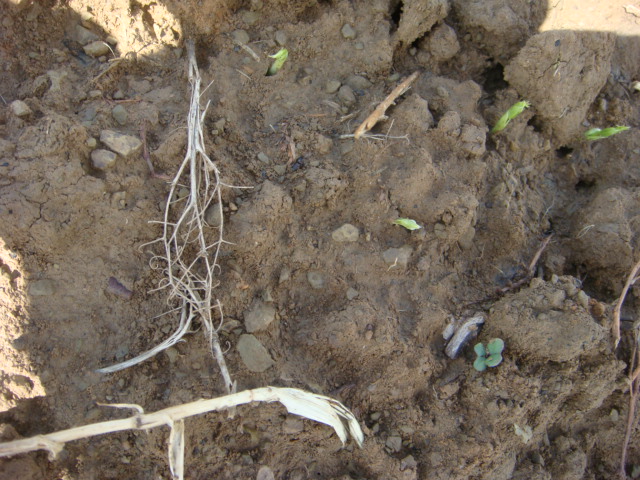 Raps nach Erbsen gnadenlos gewalzt.JPG