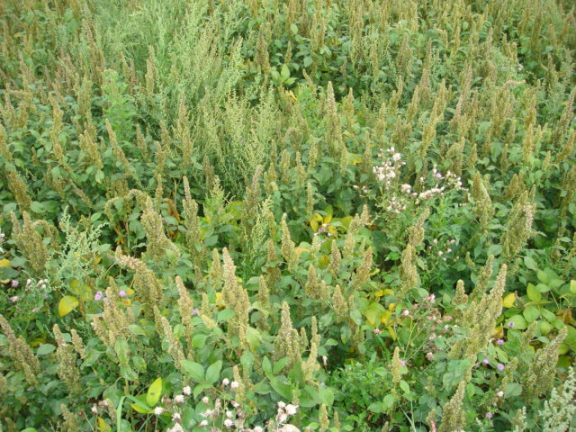 Suchbild Bioanbau.JPG